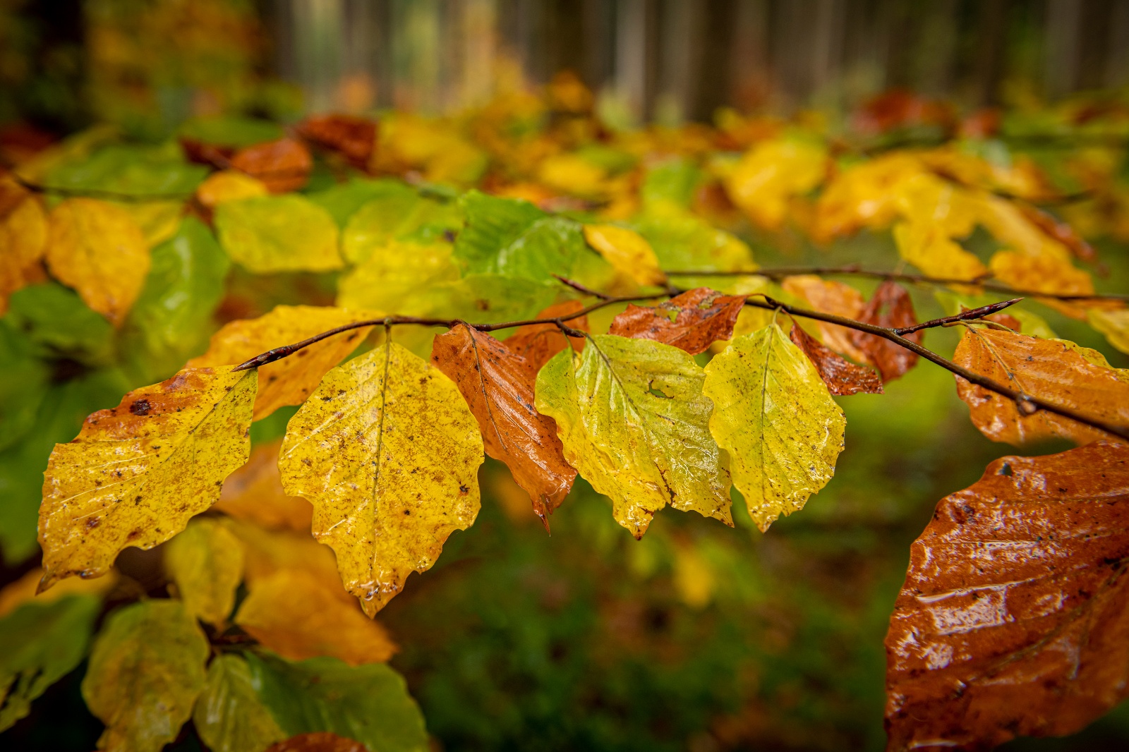 Platz 8 Robert Seitz
